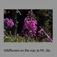 Wildflowers on the way to Mt. Glory - Tetons